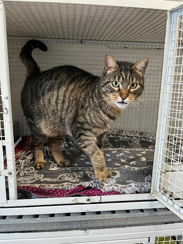 POLLO MICIO TIGRATO Foto 7